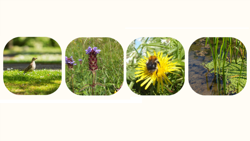 four panels showing a bird, a plant, a bee on a flower and a lake
